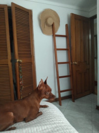 Casa - Apartamento(S) en Venta en El Poblado, Medellín — miniatura 7