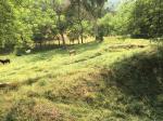 Lote en Venta en vereda Guaimaral, Amaga — miniatura 10