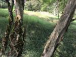 Lote en Venta en vereda Guaimaral, Amaga — miniatura 5