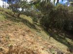 Finca en Venta en Guarne Vereda Canoas, Guarne — miniatura 15