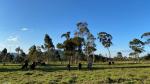 Lote en Venta en Sector Yarumo, La Ceja — miniatura 5