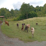 Finca en Venta en Puente Iglesias, La Pintada — miniatura 12