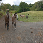 Finca en Venta en Puente Iglesias, La Pintada — miniatura 15