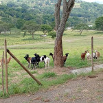 Finca en Venta en Puente Iglesias, La Pintada — miniatura 2