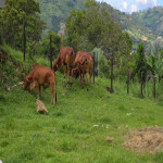 Finca en Venta en Vereda el Zarzal, Copacabana — miniatura 29
