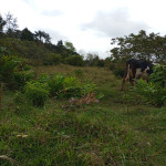 Lote en Venta en Vereda la Clara, Guarne — miniatura 3