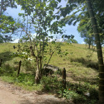 Finca en Venta en La Ceja, La Ceja — miniatura 11
