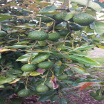 Finca en Venta en vereda la sonadora, San Vicente — miniatura 2