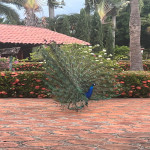 Finca en Venta en Olaya, Sopetrán — miniatura 14
