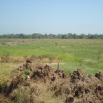 Lote en Venta en PIVIJAY, Pivijay — miniatura 12
