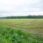 Lote en venta en PIVIJAY, Pivijay