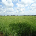 Lote en Venta en PIVIJAY, Pivijay — miniatura 4