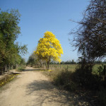 Lote en Venta en PIVIJAY, Pivijay — miniatura 5