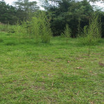 Lote en Venta en Alto de la Virgen, Guarne — miniatura 5