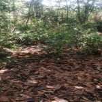 Lote en Venta en Santafé De Antioquia, Santafé De Antioquia — miniatura 9