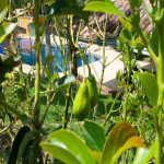 Finca en Venta en Vereda El Vergel, Ciudad Bolívar — miniatura 5