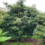 Finca en Venta en Abejorral — miniatura 13
