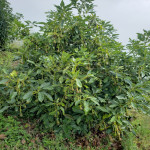 Finca en Venta en Abejorral — miniatura 14