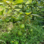 Finca en Venta en Abejorral — miniatura 16
