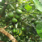 Finca en Venta en Abejorral — miniatura 17