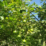 Finca en Venta en Abejorral — miniatura 18