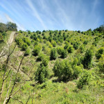 Finca en Venta en Abejorral — miniatura 3