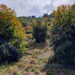 Finca en Venta en Abejorral — miniatura 7