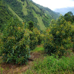 Finca en Venta en Abejorral — miniatura 8