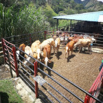 Finca en Venta en Obando, Cali — miniatura 16