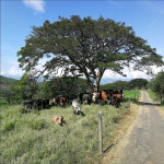 Finca en Venta en Obando, Cali — miniatura 24