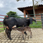 Finca en Venta en Obando, Cali — miniatura 17