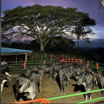 Finca en Venta en Obando, Cali — miniatura 23