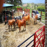 Finca en Venta en Obando, Cali — miniatura 15