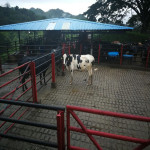 Finca en Venta en Obando, Cali — miniatura 13
