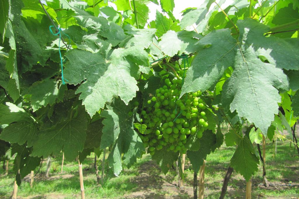 Finca En Venta - Vereda La Despensa, La Unión