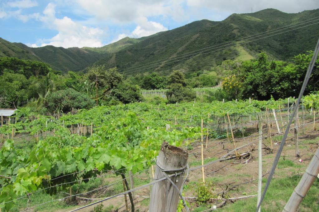 Finca En Venta - Vereda La Despensa, La Unión