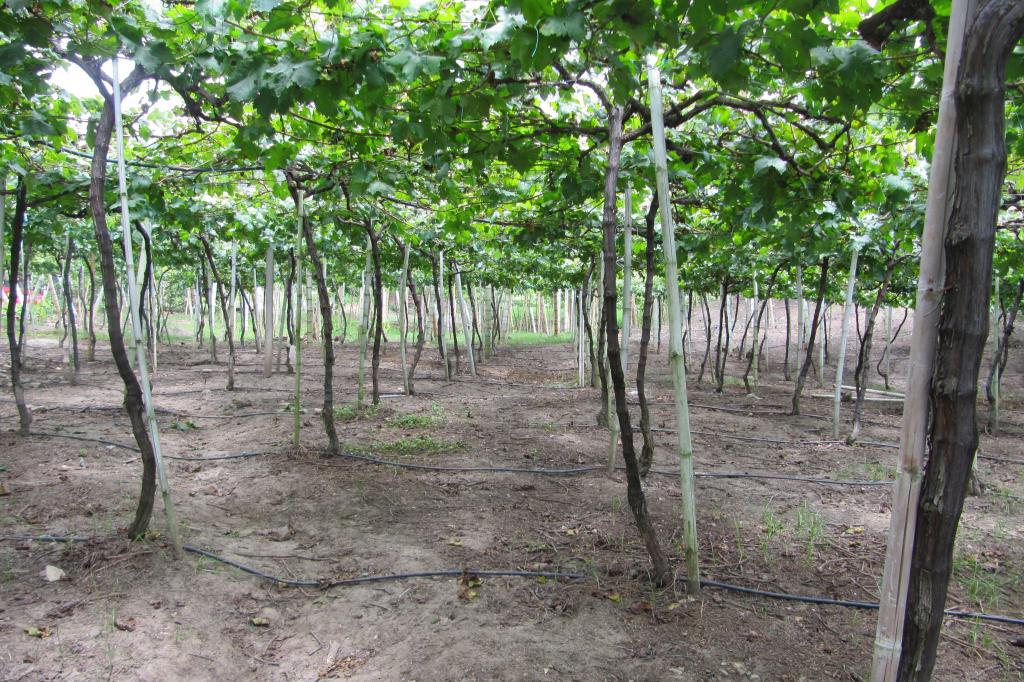 Finca En Venta - Vereda La Despensa, La Unión