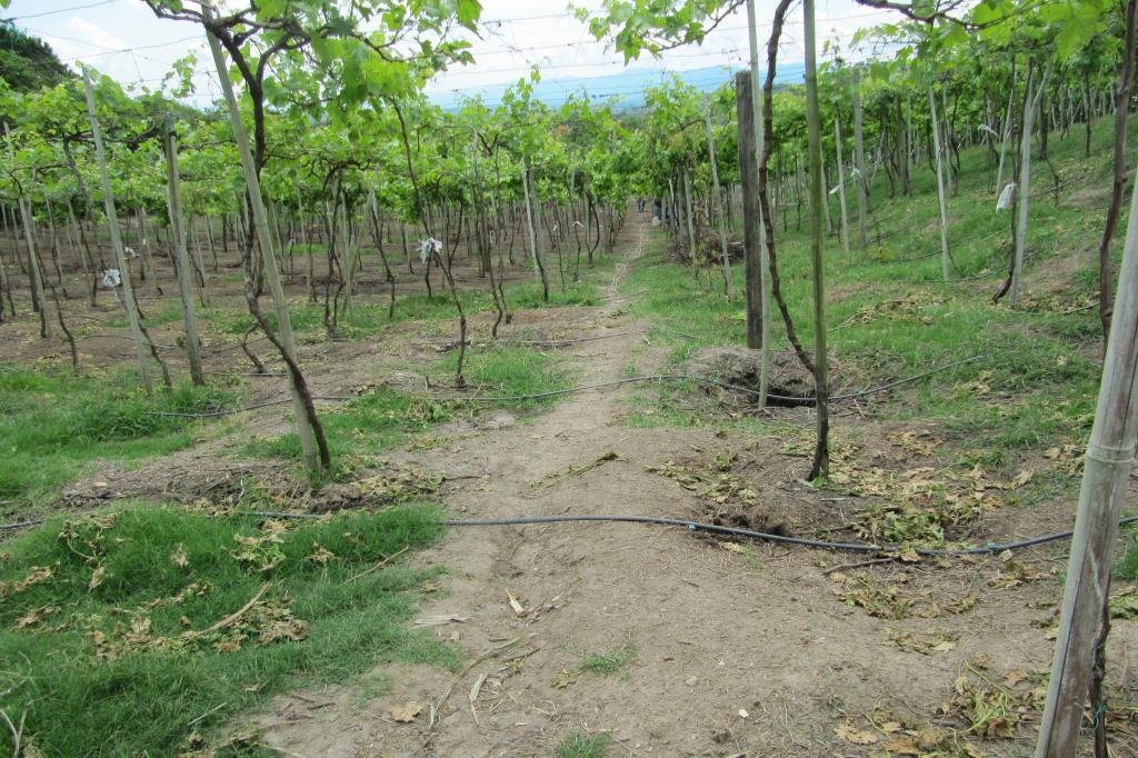 Finca En Venta - Vereda La Despensa, La Unión