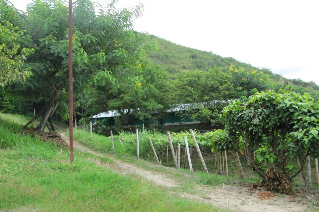 Finca En Venta - Vereda La Despensa, La Unión