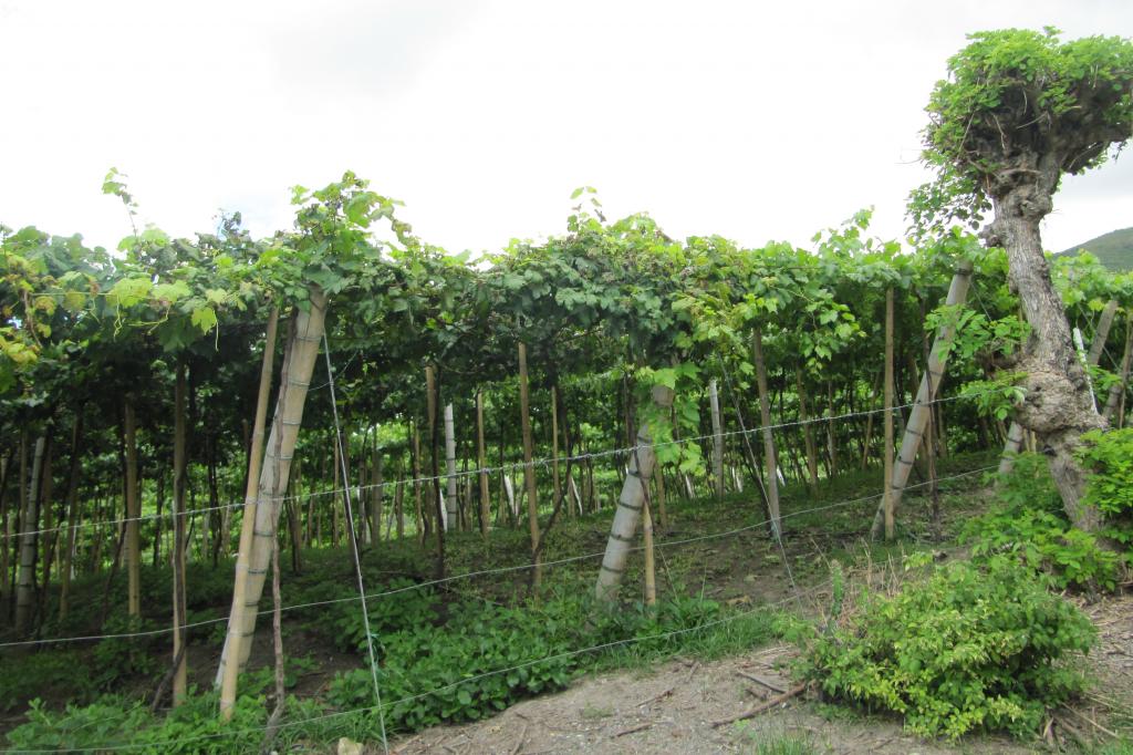 Finca En Venta - Vereda La Despensa, La Unión