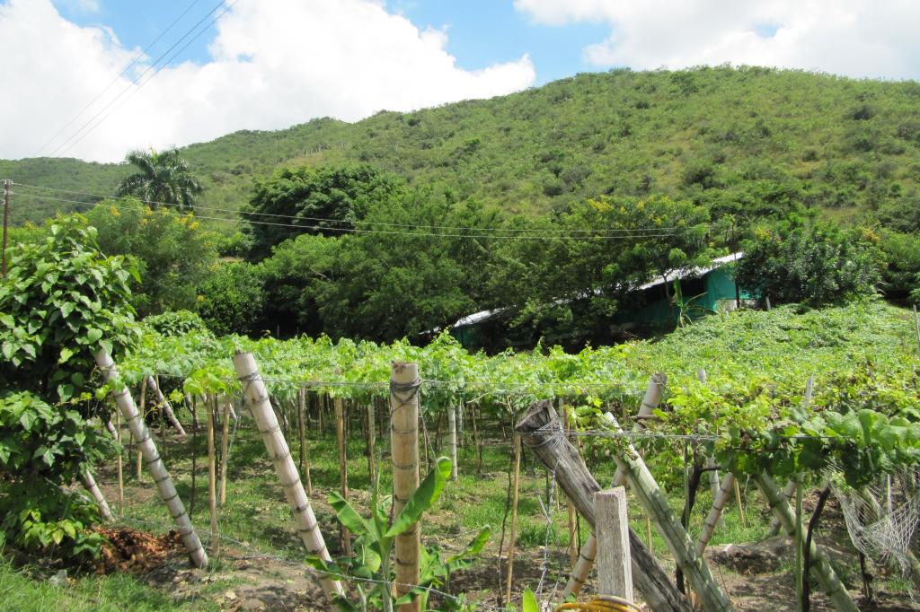 Finca En Venta - Vereda La Despensa, La Unión