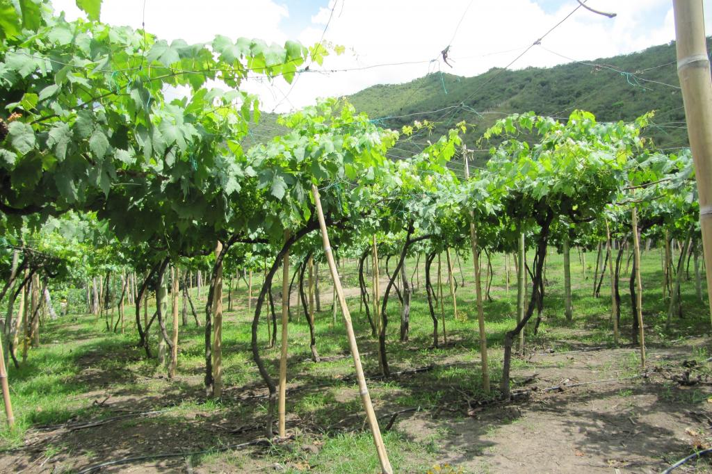 Finca En Venta - Vereda La Despensa, La Unión