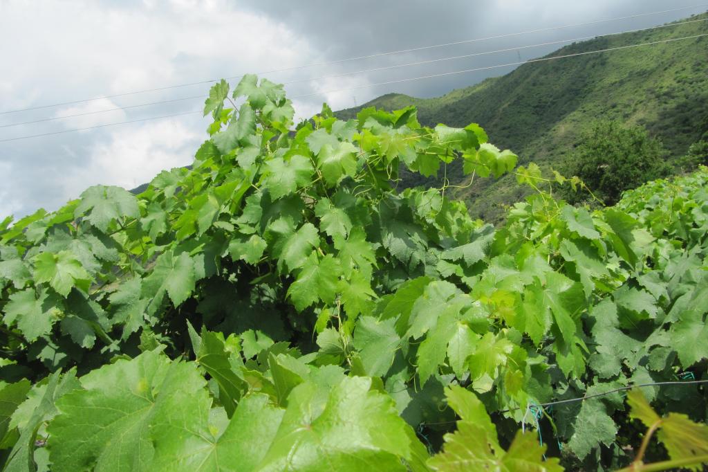 Finca En Venta - Vereda La Despensa, La Unión