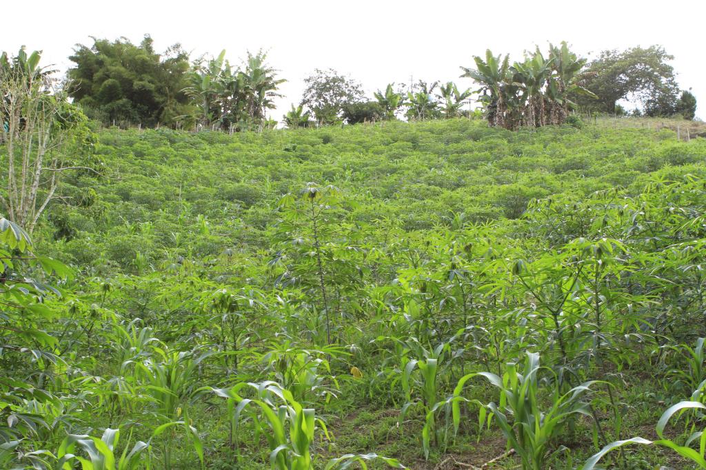 Finca En Venta - Puente Tierra, Calima