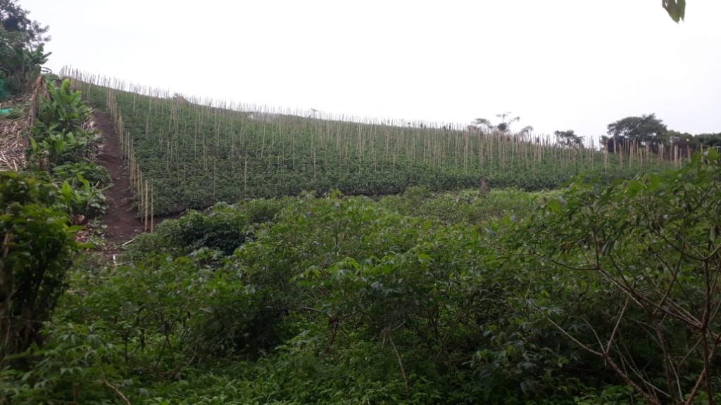 Finca En Venta - Puente Tierra, Calima