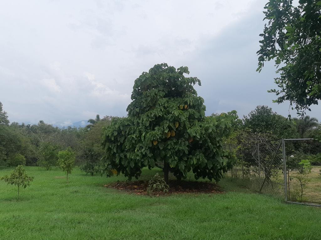 Lote En Venta - Vía El Naranjal-Ginebra, Ginebra