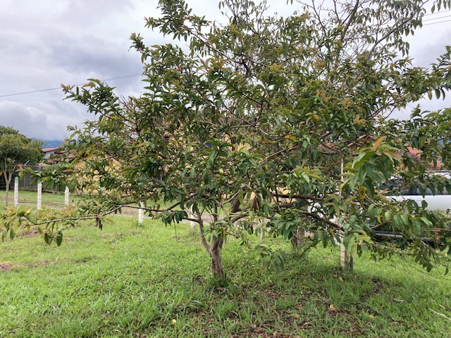 Lote En Venta - El Carmen, Dagua