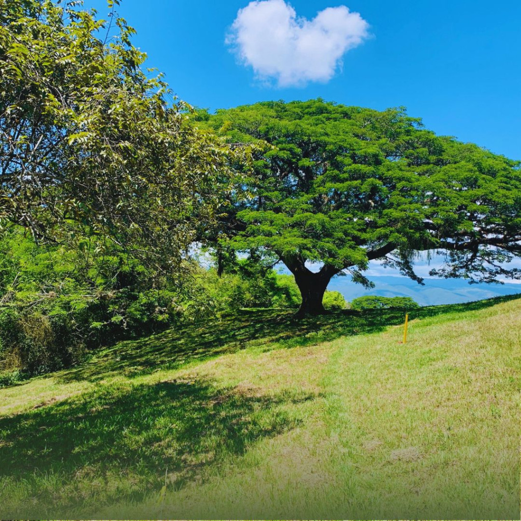 Lote En Venta - Parcelación Y Condominio Campestre Cerro Dulce, Andalucía