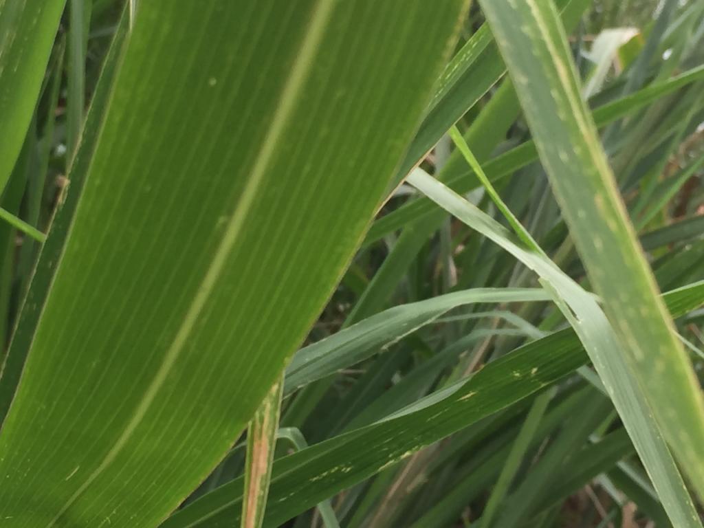 Lote En Venta - Mameyal, Cali