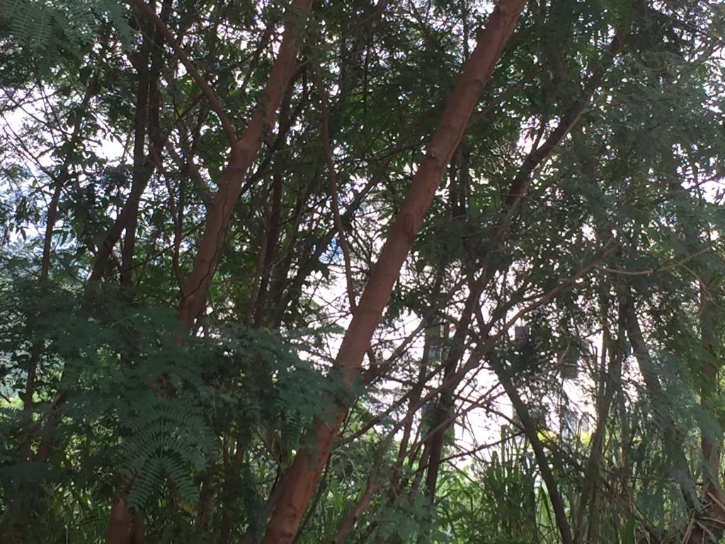 Lote En Venta - Mameyal, Cali